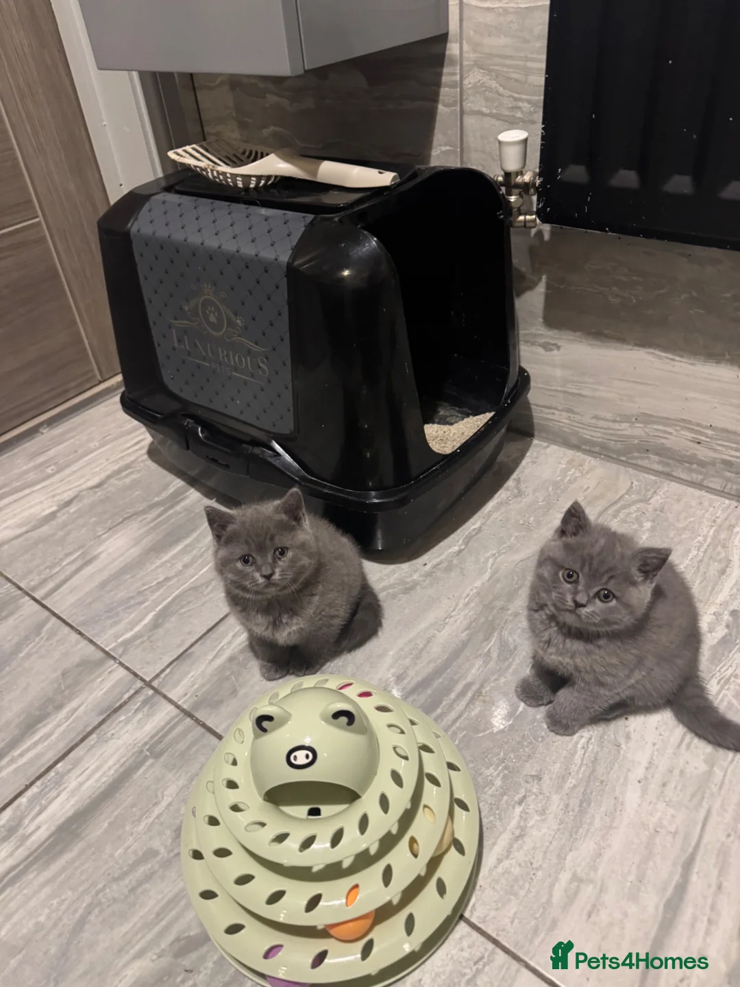 British Shorthair cats for sale: RADY NOW beautiful 2 boys 1 girl - Advert 1