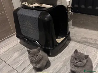 British Shorthair cats RADY NOW beautiful 2 boys 1 girl - Advert 5