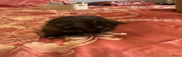 Maine Coon cats for sale: 3 gorgeous Maine coon kittens for sale - Advert 12