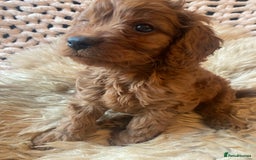 Cavapoo dogs for sale: F1 CAVAPOO BOY,READY NOW. - Advert 6