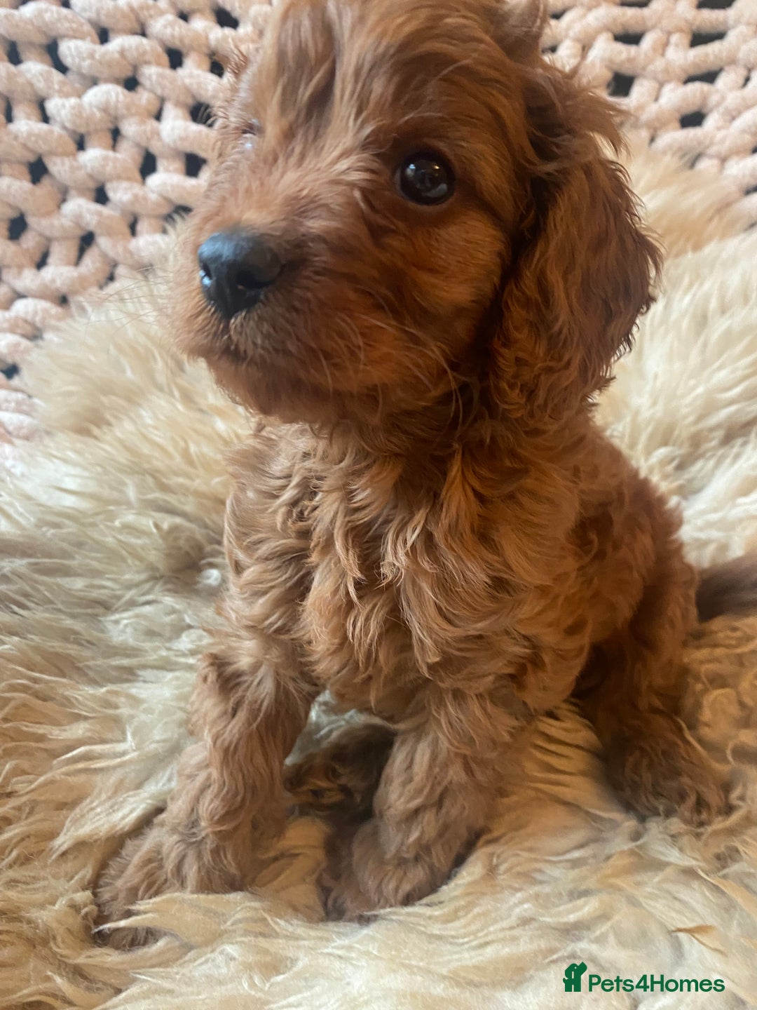 Cavapoo dogs for sale: F1 CAVAPOO BOY,READY NOW. - Advert 6