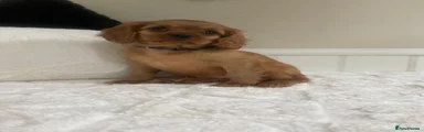 Cavalier King Charles Spaniel 1