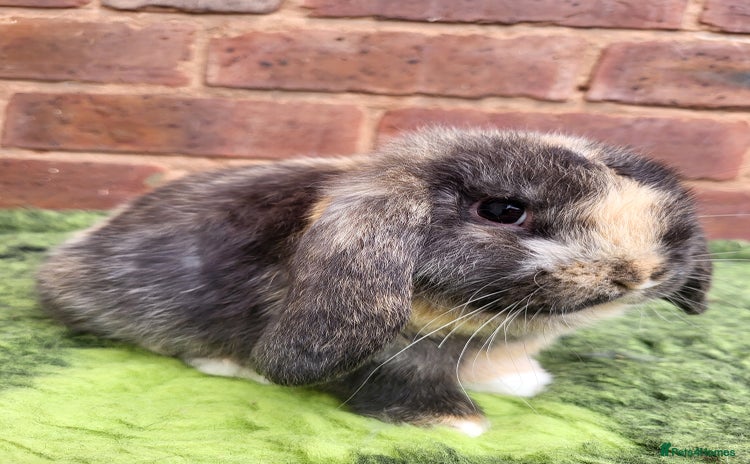 Mini Lop rabbits - Advert 4