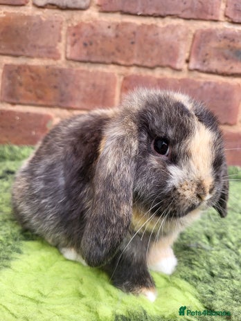 Mini Lop rabbits - Advert 1