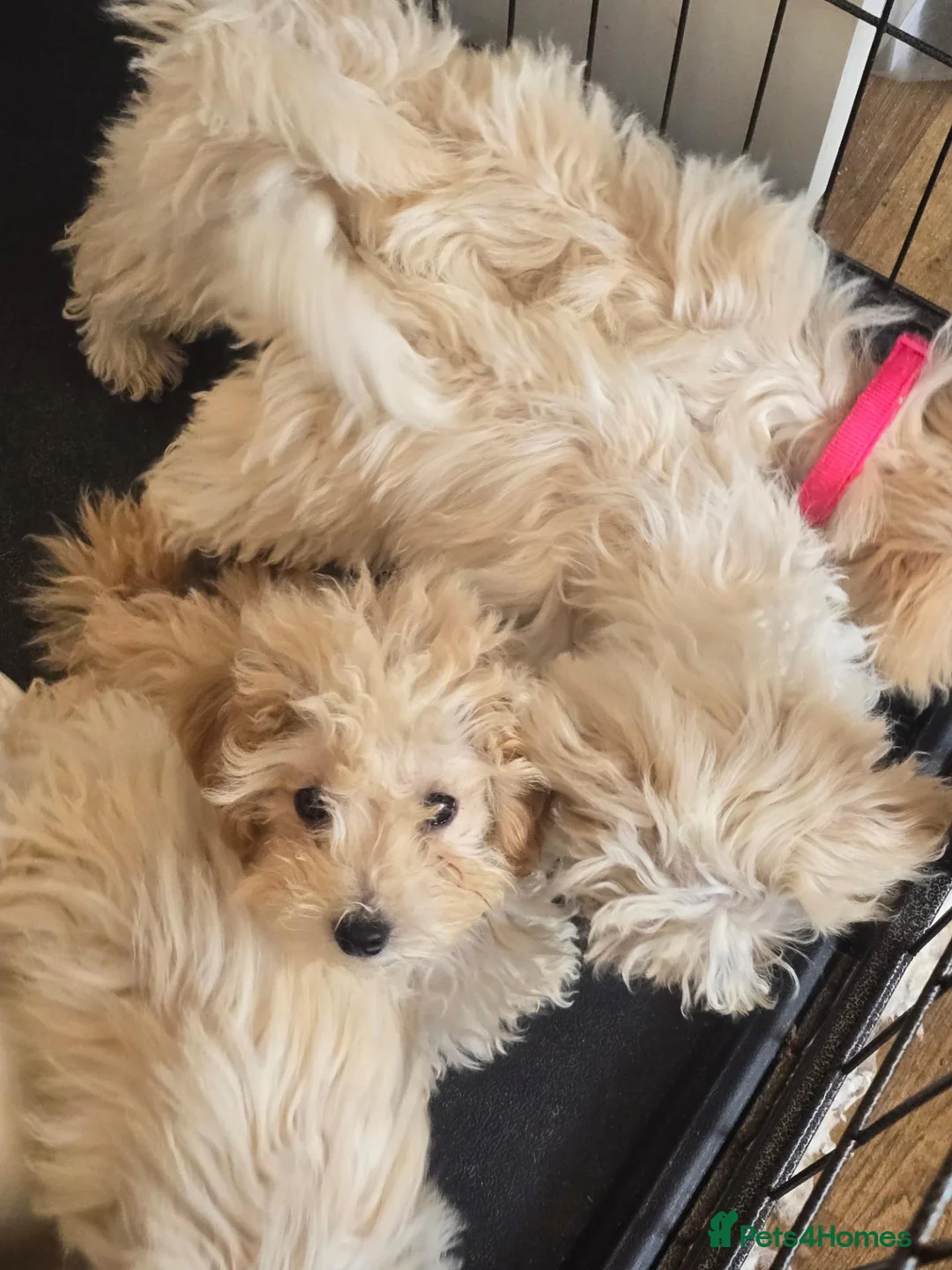 Poochon dogs for sale: Bichon frise x poodle  in Maidstone - Advert 15