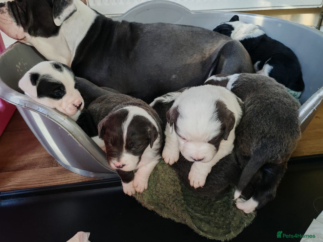 Mixed Breed dogs for sale: Old tyme bulldog x Border collie - Advert 15