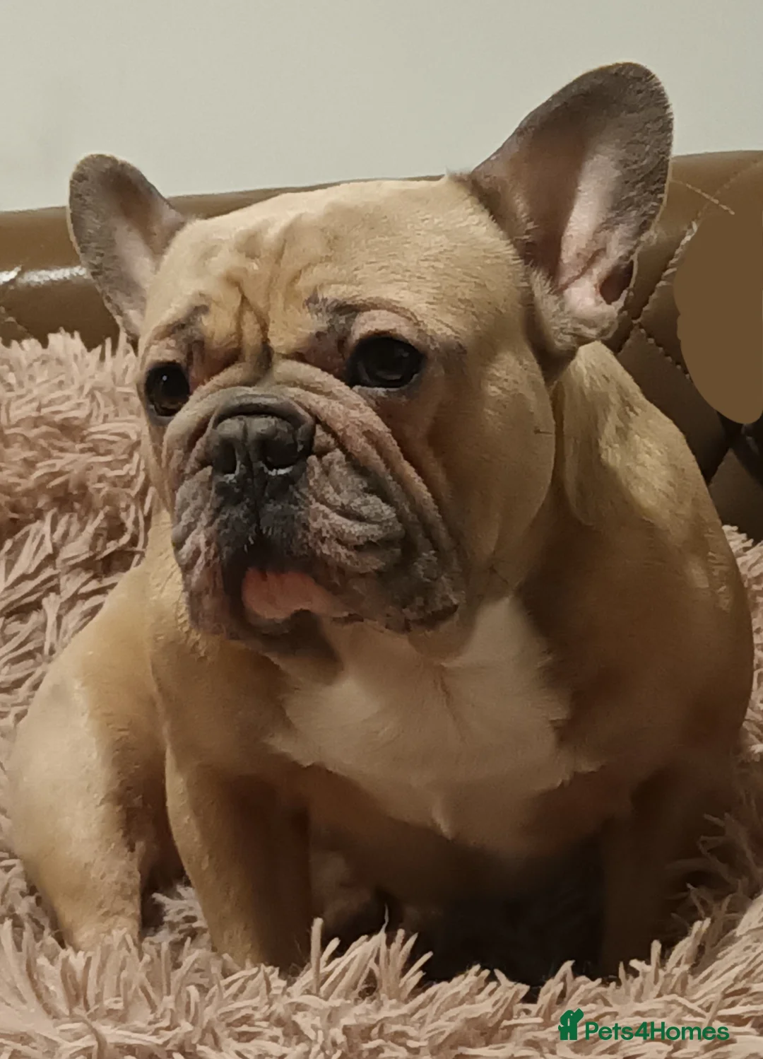 French Bulldog dogs for sale: Desperately seeking a new loving home - Advert 11