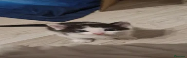 Domestic Shorthair 1