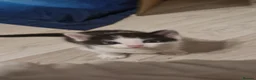 Domestic Shorthair cats for sale: Two domestic shorthair boys - Advert 3