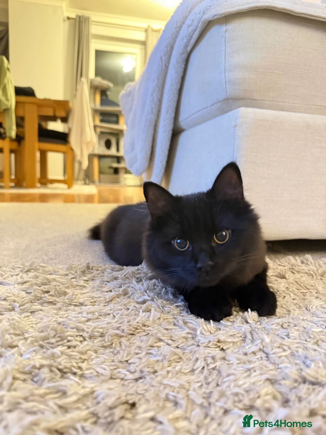 Mixed Breed cats for sale: 4 month old kitten brothers ragdoll/maine coon  in Banbury - Advert 9