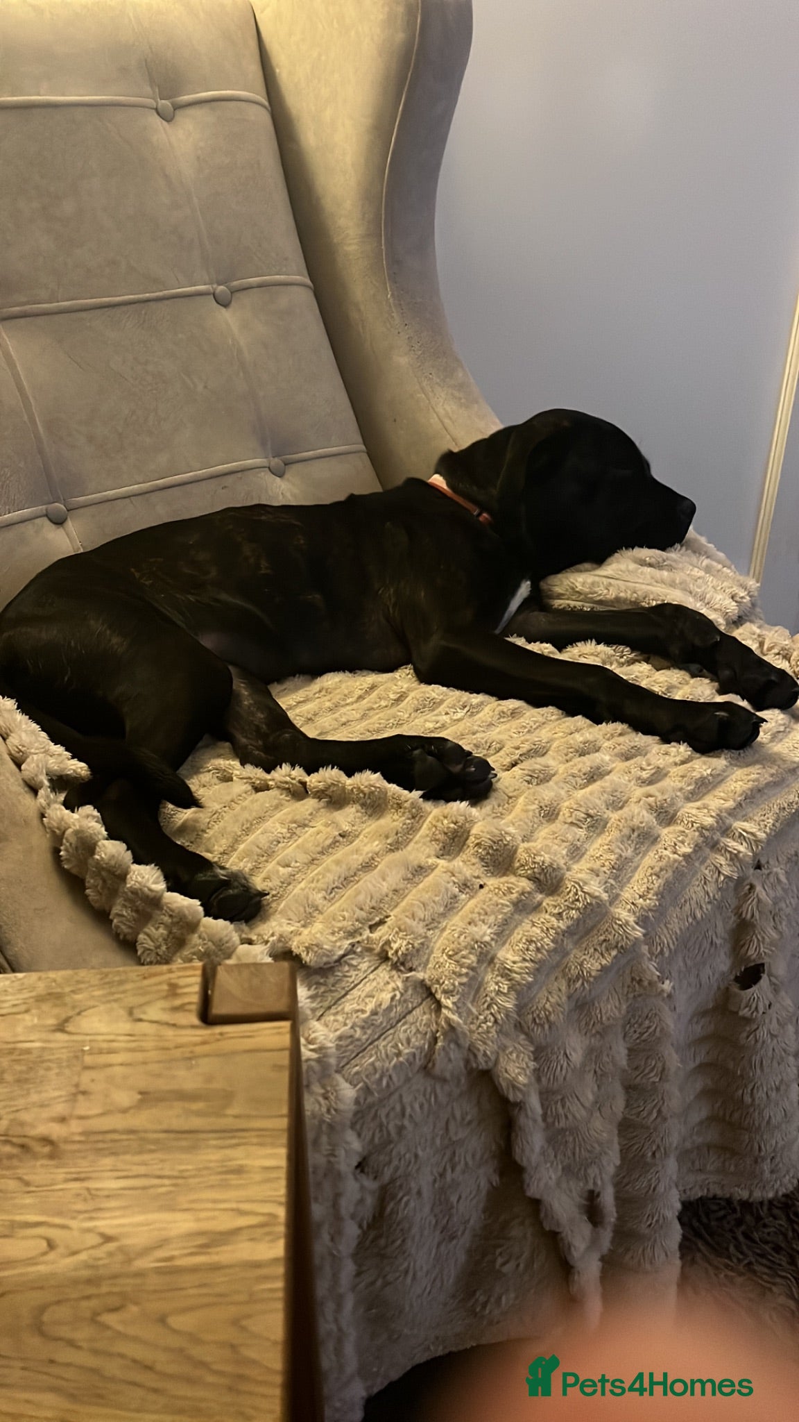 Cane Corso dogs Lovely cane corso female  - Advert 1