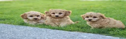 Cavapoochon dogs for sale: CAVAPOOCHON PUPPIES FOR SALE - Advert 38