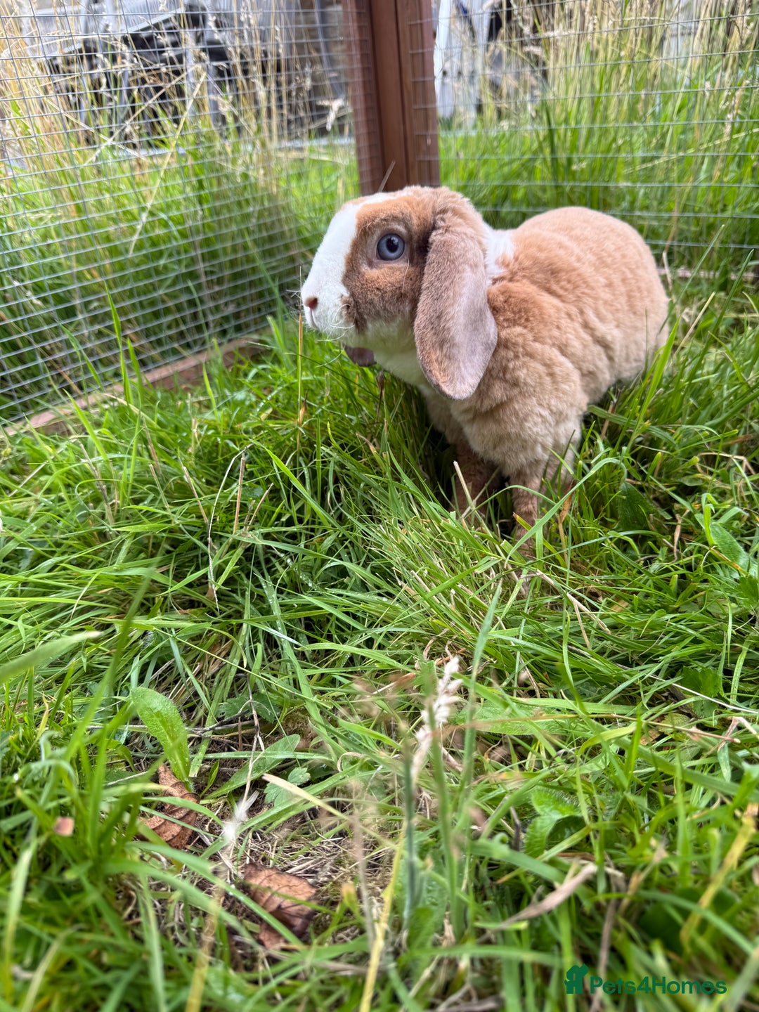 Mini Lop rabbits for sale: Fluffy clouds (Plush lops) looking for new homes! - Image 6