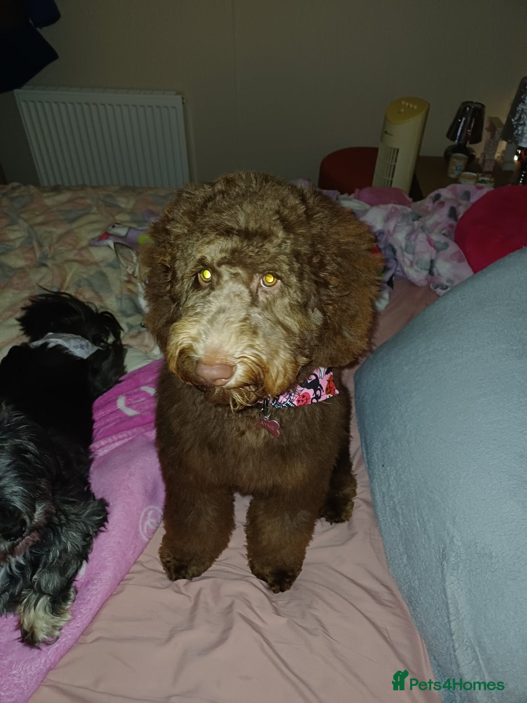 Australian Labradoodle dogs for sale: Australian labradoodle  - Advert 3