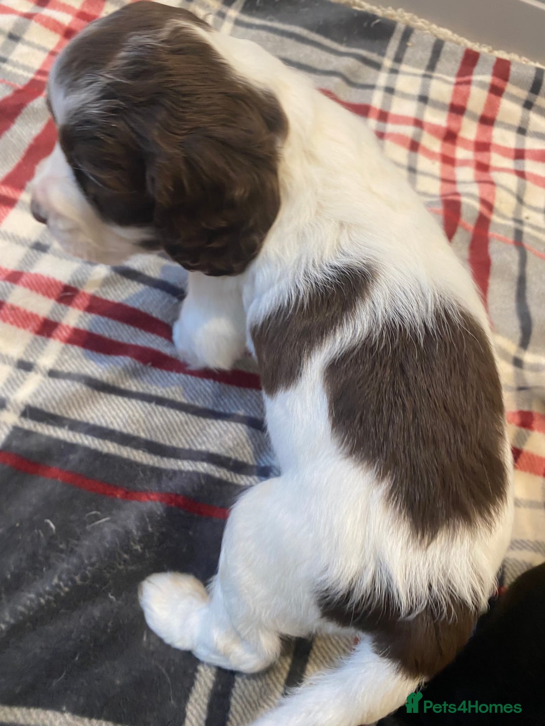 Cocker Spaniel dogs for sale: Cocker Spaniel puppies - Image 18