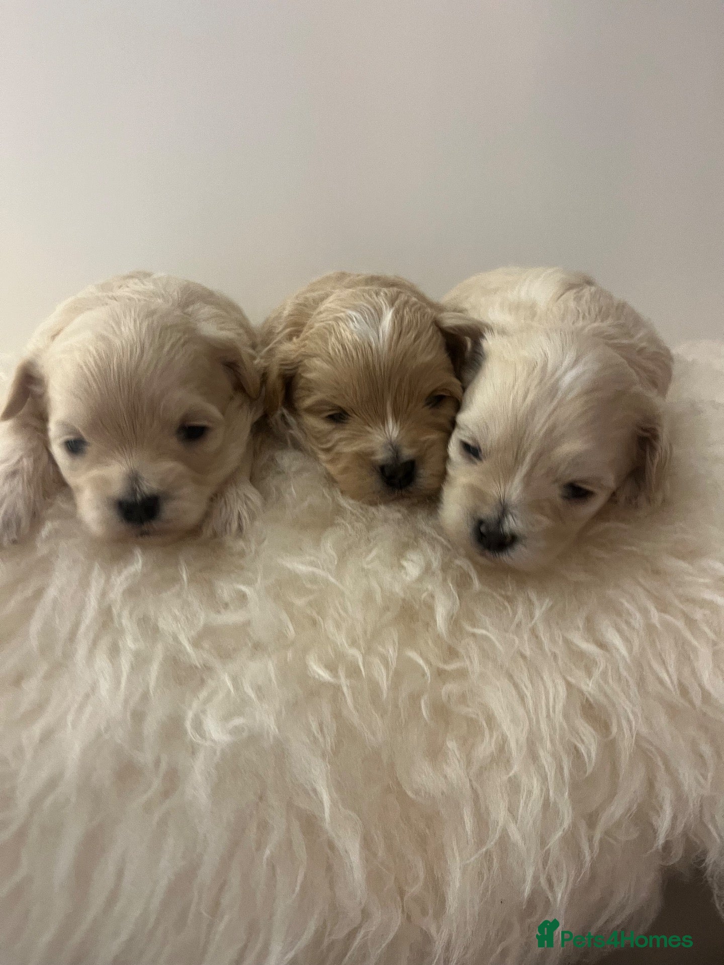 Maltipoo dogs OUTSTANDING TOY/KOREAN MALTIPOOS  - Advert 1