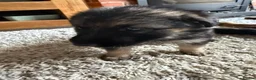 German Shepherd dogs for sale: 11 adorable bouncy German Shepard puppies  - Advert 7