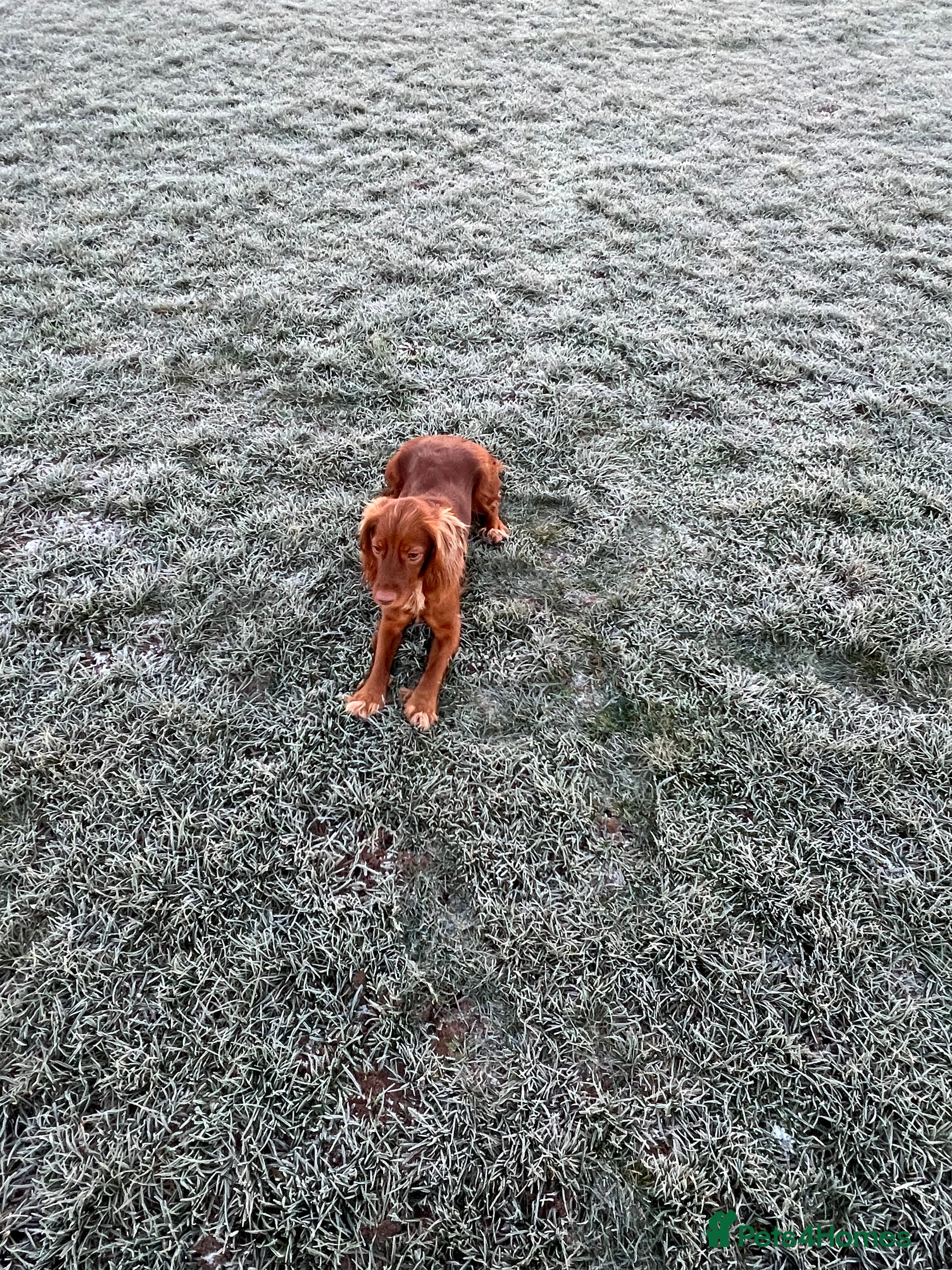 Cockapoo dogs Cookapoo - Advert 6