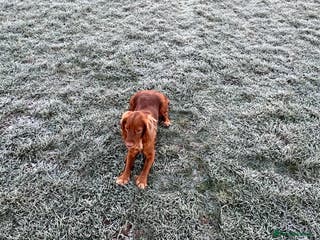 Cockapoo dogs Cookapoo - Advert 6