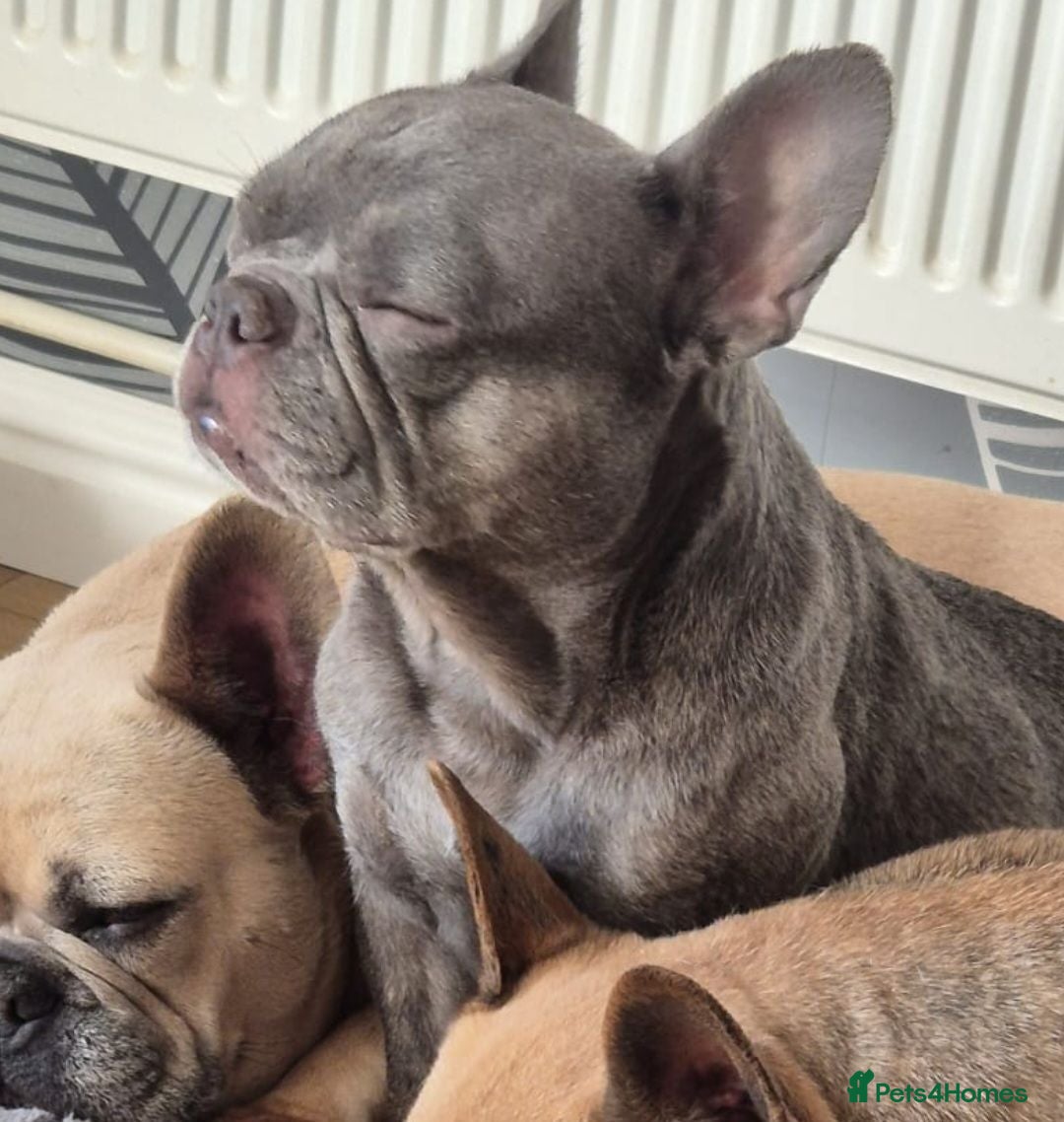 French Bulldog dogs French bulldog puppies - Advert 1