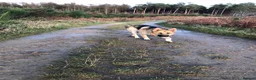 German Shepherd dogs for sale: Simba 8 year old German Shepard needs new home  in Scarborough - Advert 2