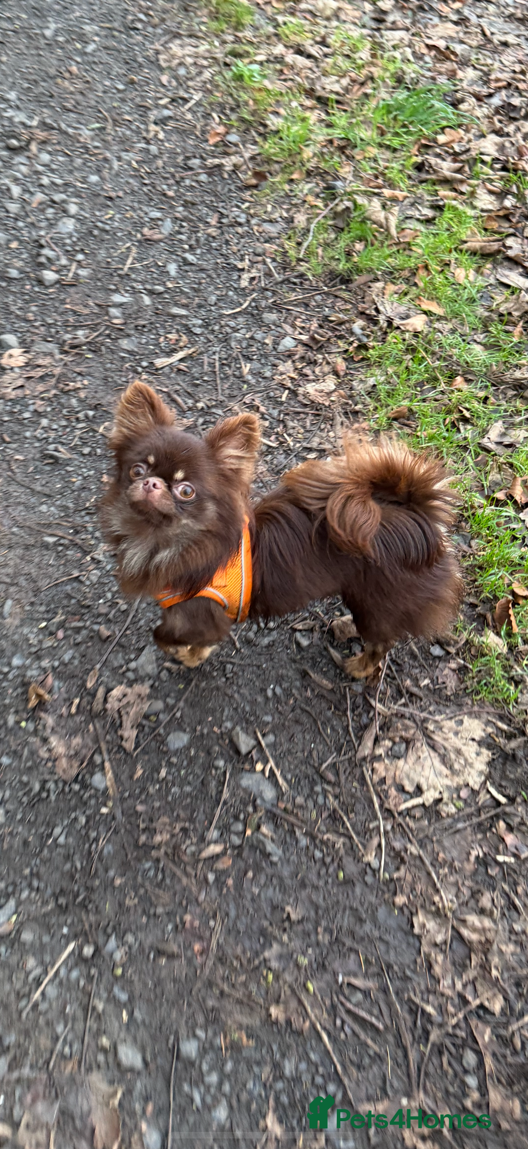 Chihuahua dogs for sale: Long coated Chihuahuas *super rare! - Advert 14