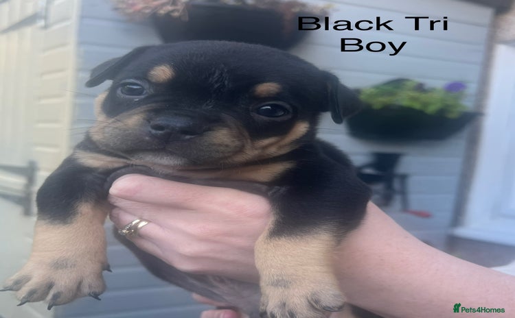 American Bully dogs ABKC Pocket Bully pups for sale!  - Advert 2