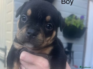 American Bully dogs ABKC Pocket Bully pups for sale! - Advert 2