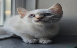 Mixed Breed cats for sale: Adorable Pedigree kitten - GCCF - REDUCED PRICE - Image 16