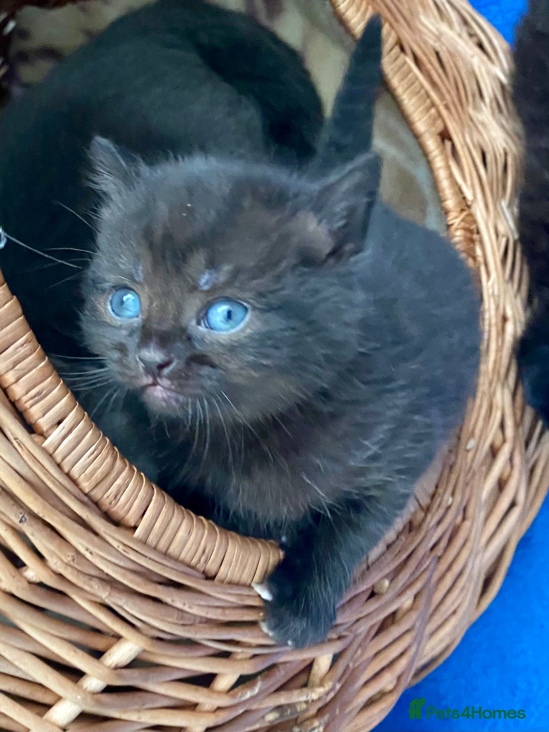 British Shorthair cats for sale: British shorthair black cross kittens  - Advert 13