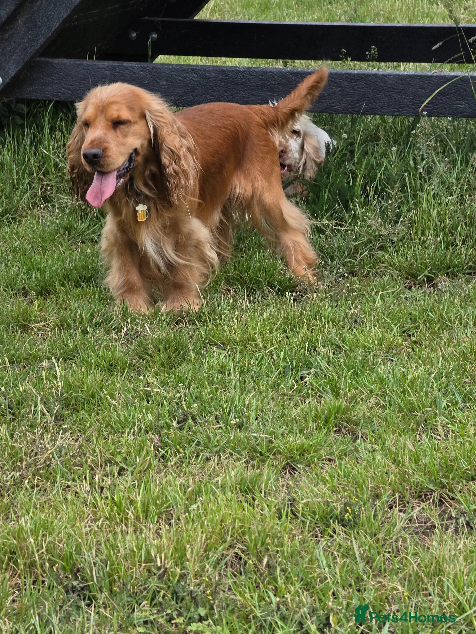 Cocker Spaniel dogs Stunning  Cocker Spaniel for stud - Advert 7