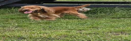 Cocker Spaniel dogs for stud: Stunning  Cocker Spaniel for stud - Advert 1