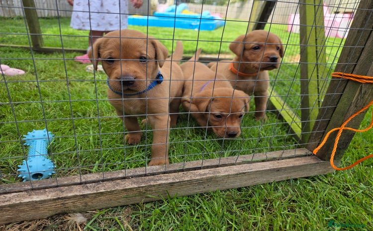 Labrador Retriever dogs - Advert 2