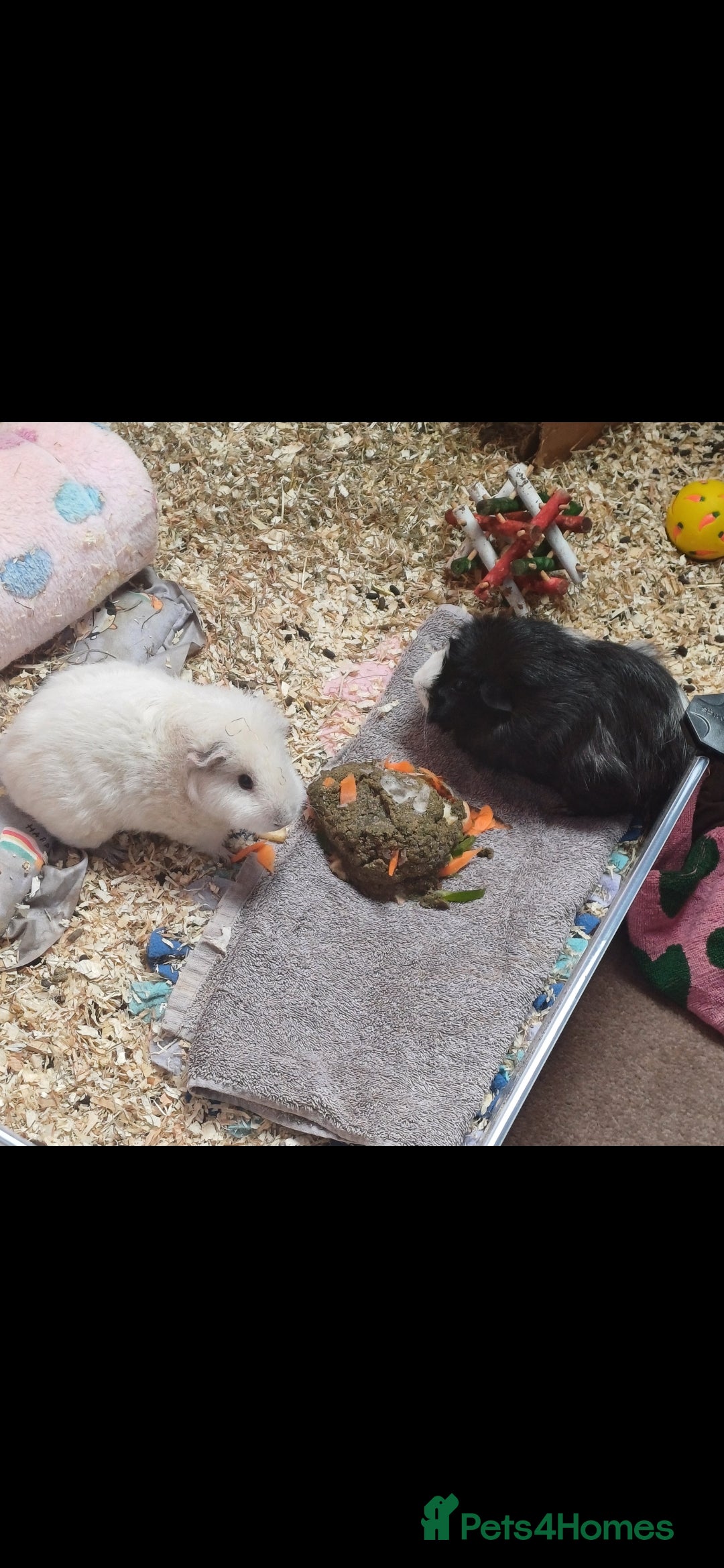 Guinea Pig rodents for sale: Cloud and rain+everything you need for them - Advert 7