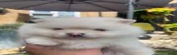 Pomeranian dogs for sale: Stunning pomeranians for sale both parents KC  in Ely - Advert 8