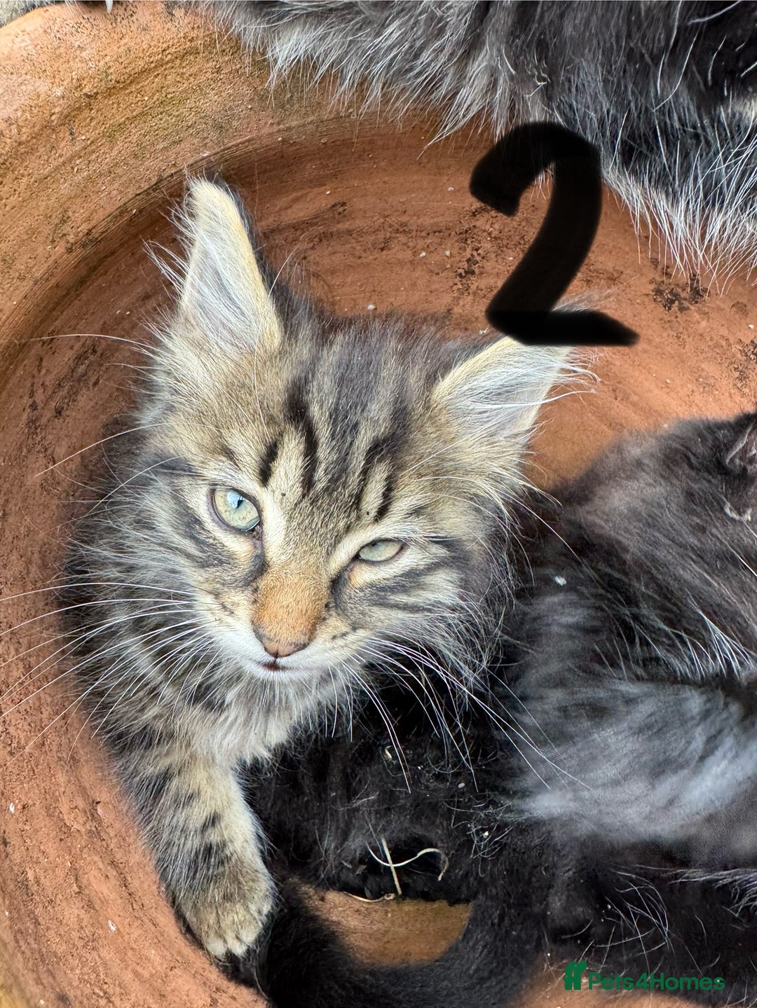 British Longhair cats for sale: 3 kittens ready for forever homes  - Image 6