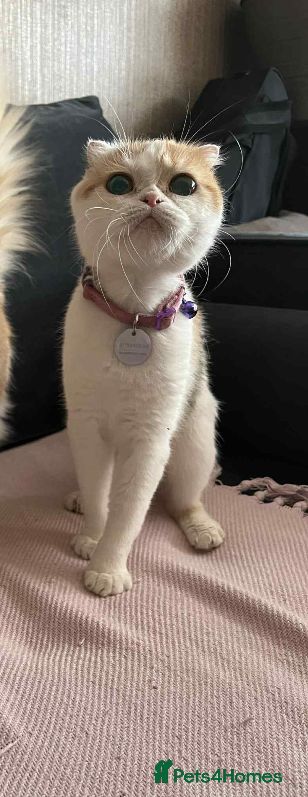 Scottish Fold cats for sale: !4 LEFT! BEAUTIFUL SCOTTISH FOLDS  - Image 5