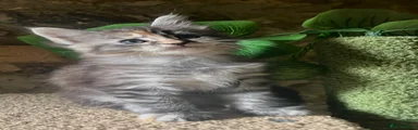 Maine Coon 1