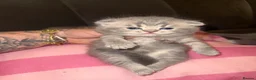 British Shorthair cats for sale: Outstanding Kittens Ready Before  ** 😻🐾🏆🥇 - Advert 17