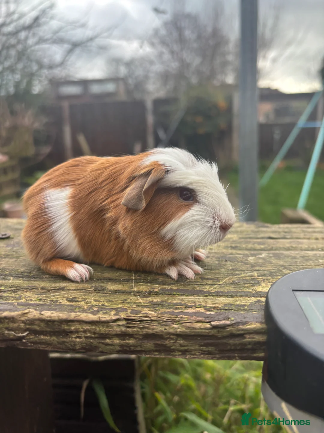 Guinea Pig rodents for sale: Baby boar in Birkenhead - Advert 7