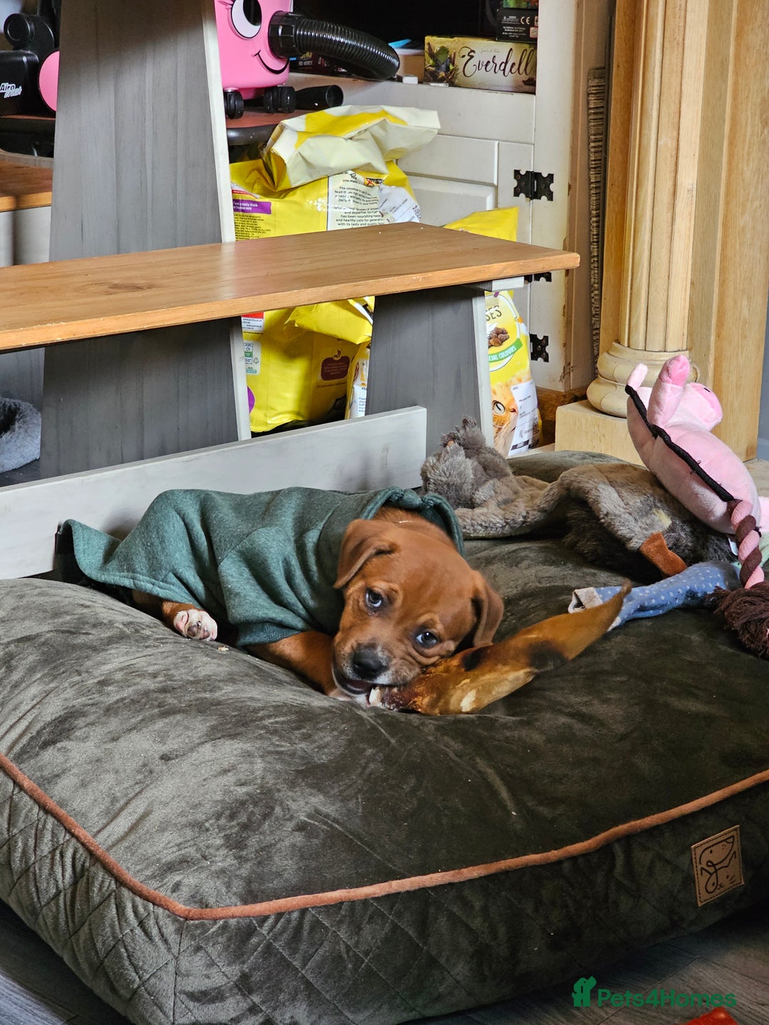 Mixed Breed dogs for sale: Male Staffy  ** tiff x Ridgeback 1 year old - Advert 21