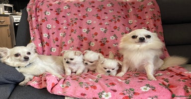 Chihuahua dogs - Advert 1