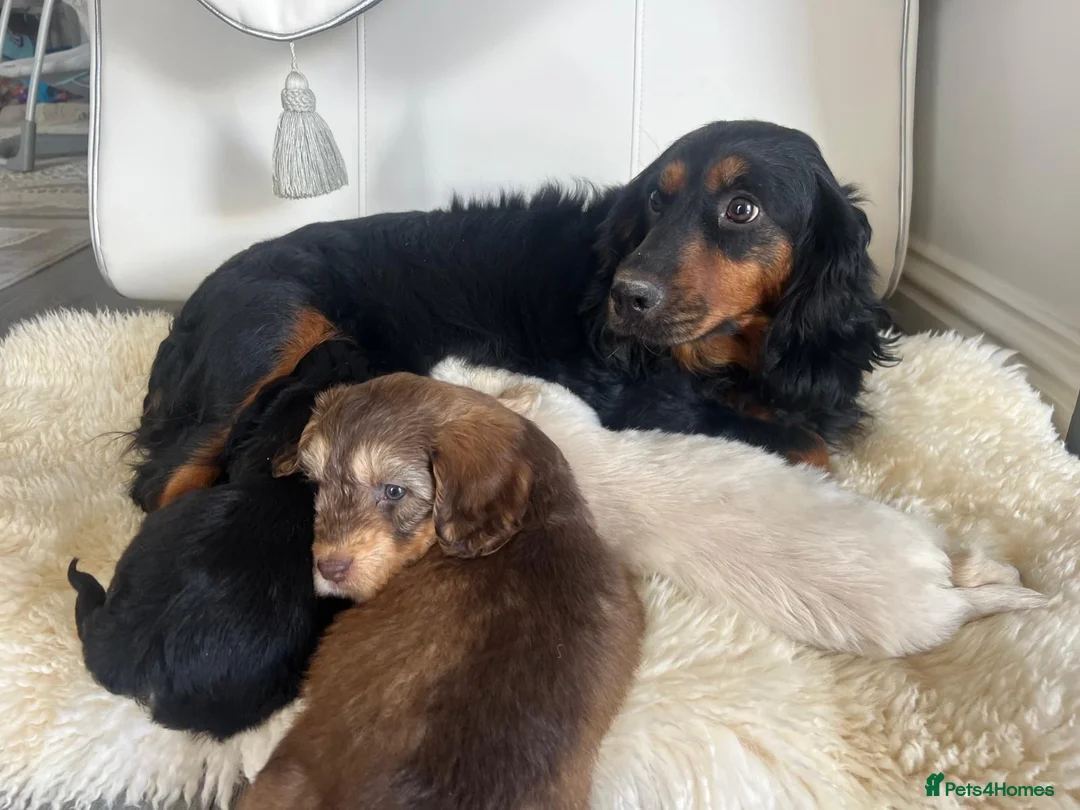 Cockapoo dogs for sale: Cocker poo puppies for sale  - Advert 1