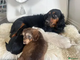 Cockapoo dogs Cocker poo puppies for sale - Advert 1