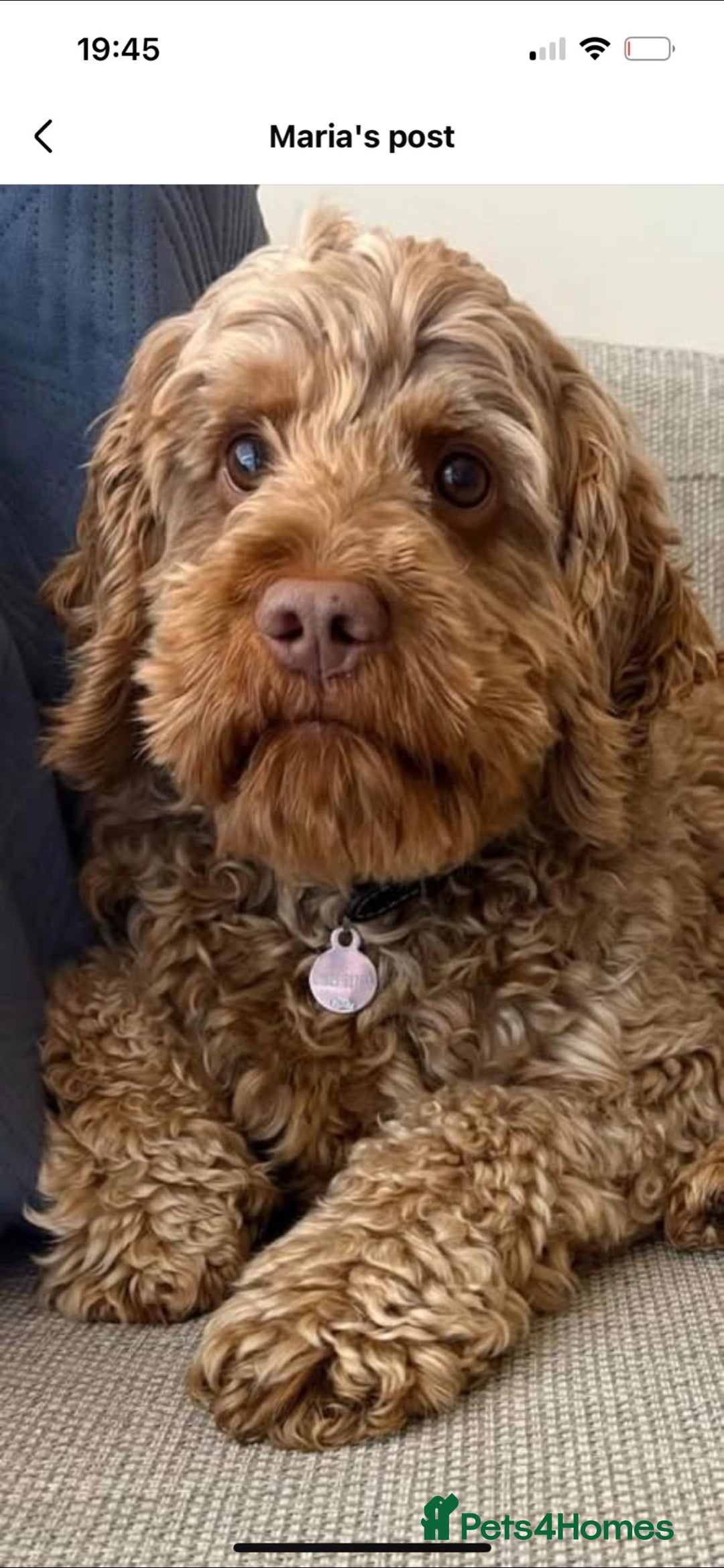 Cockapoo dogs for sale: F2 Cockapoos Puppies Gloucester - Advert 2