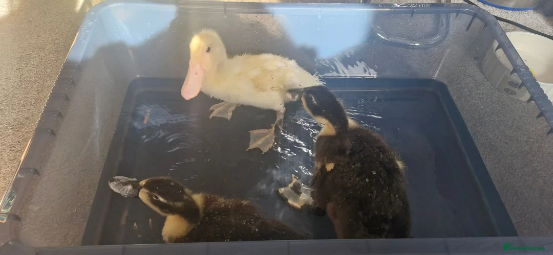Ducks poultry for sale: Harley quinn cross aylesbury ducks - Advert 4