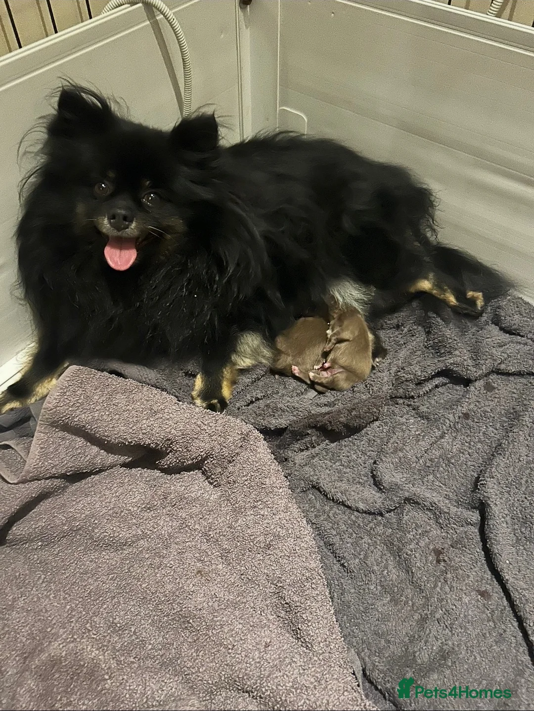 Pomeranian dogs for sale: Beautiful Chocolate Pomeranians Ready Now 🥰 - Advert 4