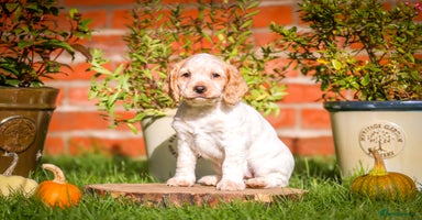 Cocker Spaniel dogs - Advert 12