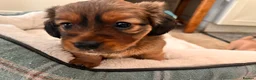 Mixed Breed dogs for sale: Miniature Daschund x 1/8th Border Terrier Puppies in Grantham - Advert 18