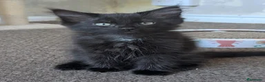 Black Boy Kitten 2